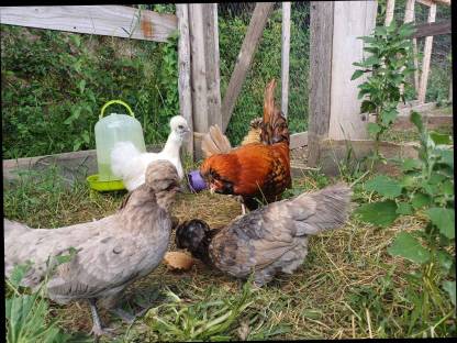 Bild 7:Weißer Hahn zu verschenken, Zwergseidenhühner, Zwergpaduaner