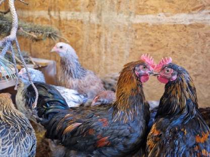 Bild 4:Marans Hähne