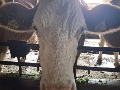 1 Bio Mutterkuh Fleckvieh