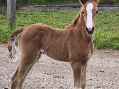 Bild 2:Tolles Reitpony-Stutfohlen