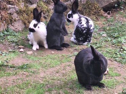 Bild 3:Junge, liebe, zutrauliche Kaninchen abzugeben