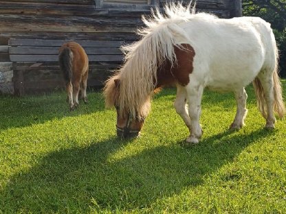 Bild 2:Minipony Wallach, 5 Jahre