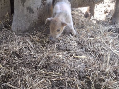 Verkaufe Ferkel