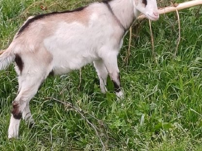2 Ziegenböcke abzugeben und eventuell 1 Ziege