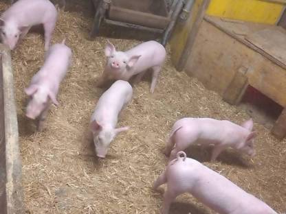 Ferkel F1 x Pietrain