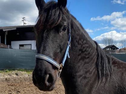 Bild 2:Schönheit Gelina sucht Lebensplatz