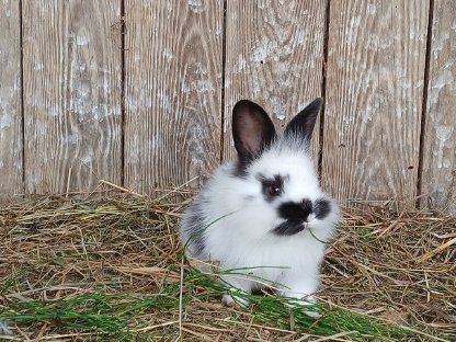 Kaninchen Mischlinge