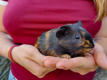 2 Meerschweinchen zu verkaufen