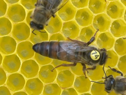 Carnica-Bienenköniginnen