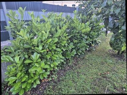 Bild 2:Kirschlorbeer Pflanzen