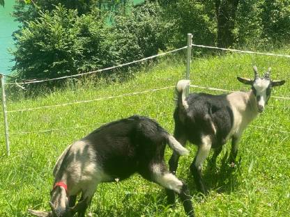2 Junge weibliche Ziegen