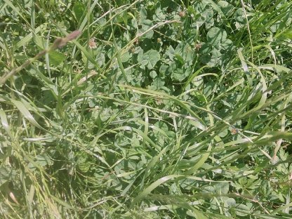 Bild 3:Heu 2. Schnitt 2025