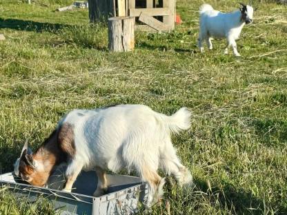 Bild 5:Minizwergziegen