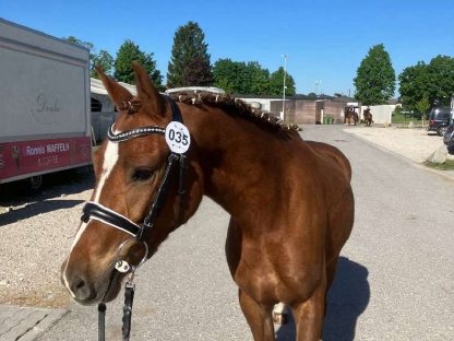 Brave Reitpony-Stute zu verkaufen