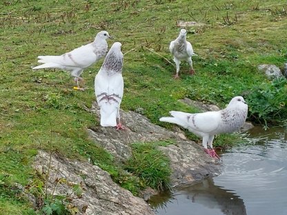 Bild 3:Schlesische Kröpfer Kropftauben