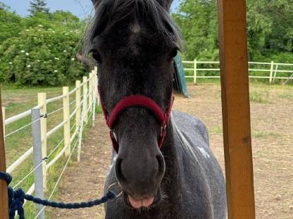 2-jähriger Lipizzaner Hengst