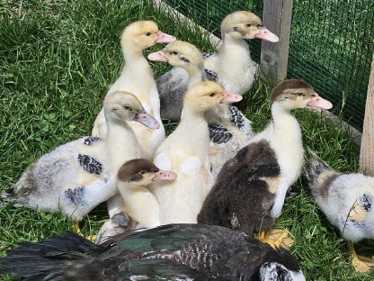 Warzenenten, Moschusenten, blau, weiß und gesperbert