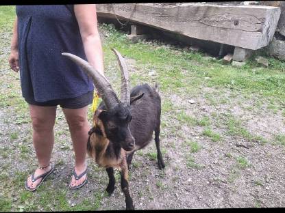 Bild 3:Passeirer Bock 1,5 Jahre