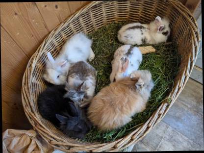 Bild 2:Löwenkopf-Zwergkaninchen zu verkaufen