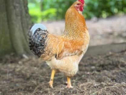 Hahn MAXIMUS sucht seinen Wirkungskreis