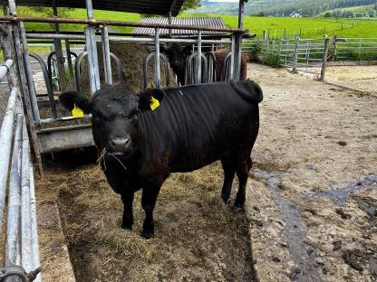 Bio Deutsch Angus Kuh mit Stierkalb