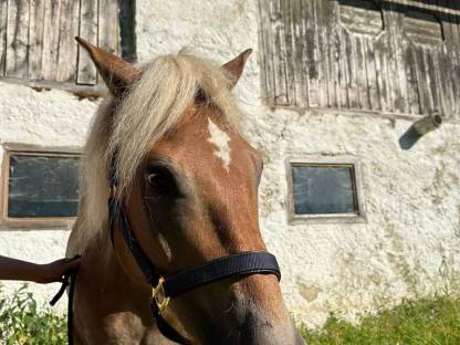 Bild 5:Haflinger Wallach, 8 Jahre
