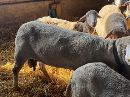 Bild 5:Schafbock Merino