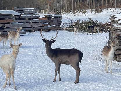 Bild 6:Bio-Damwild Schaufler