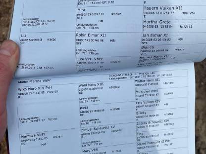 Bild 4:Verkaufe zwei Noriker Stuten