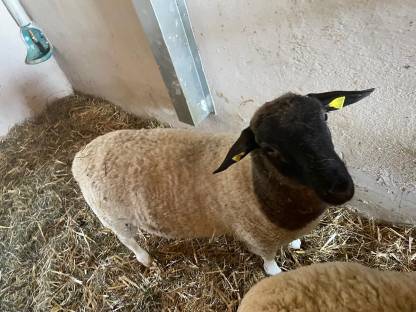 Bild 4:Reinrassige Dorper Jungböcke