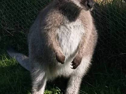 Junges Bennett Wallaby Pärchen sucht neuen Brötchengeber