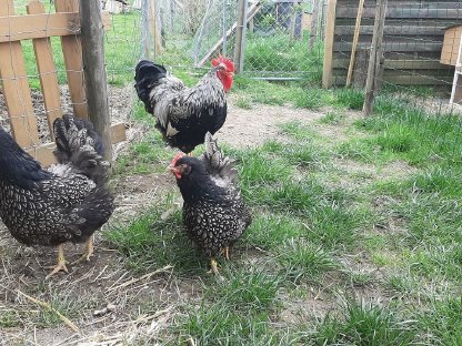 Barnevelder Stamm