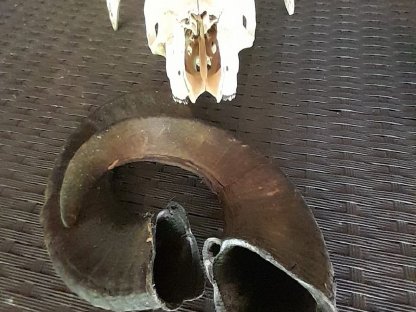 Bild 3:Hörner von Soay (Wildschafe) zu verkaufen