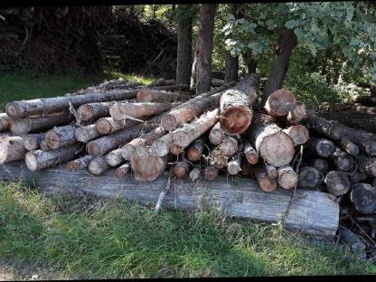 Rundholz Fichte, Kiefer als Brennholz