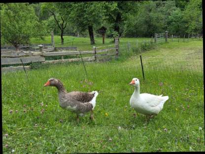 Gänse