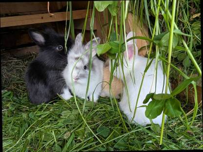 Bild 9:Zwergkaninchen zu verkaufen