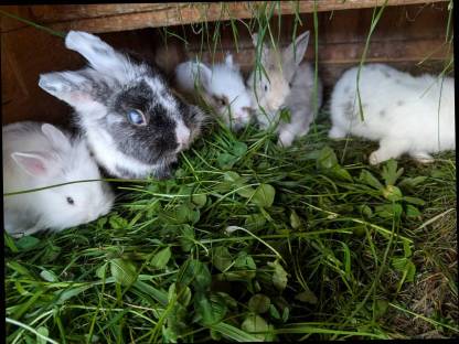 Bild 5:Zwergkaninchen in allen Farben ganzjährig zu vergeben