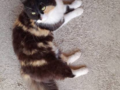 Bild 5:Babykatze (Kater)