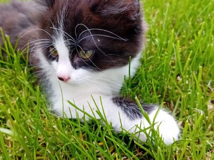 Babykatzen