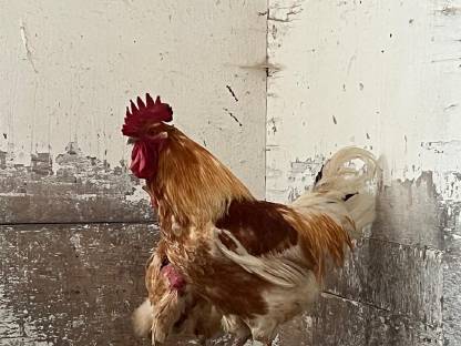 Bild 4:3 Jung-Hähne