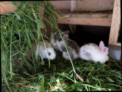 Bild 3:Löwenkopf Zwergkaninchen zu verkaufen