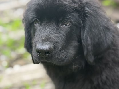 Bild 4:Neufundländer