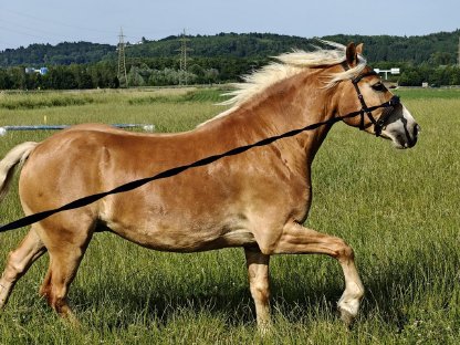 Haflinger Wallach