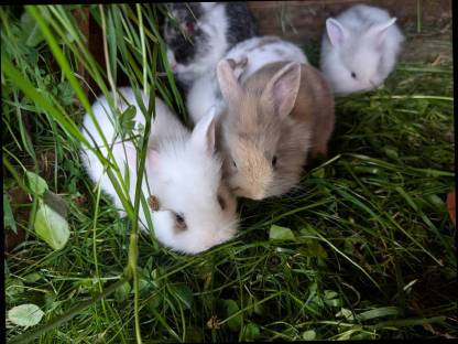 Bild 5:Löwenkopf Zwergkaninchen zu verkaufen