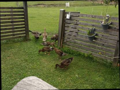 Bild 2:Laufenten - noch zu haben