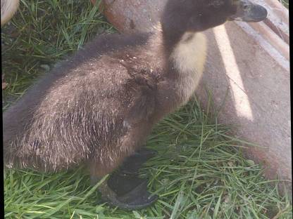 Cayuga Enten Küken