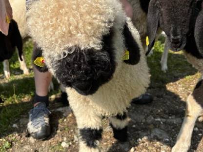 Bild 4:Walliser Schwarznasen Widder