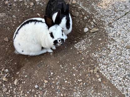 Bild 2:Zwergkaninchen