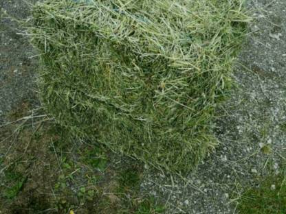 Bild 3:Kleinballen 2025