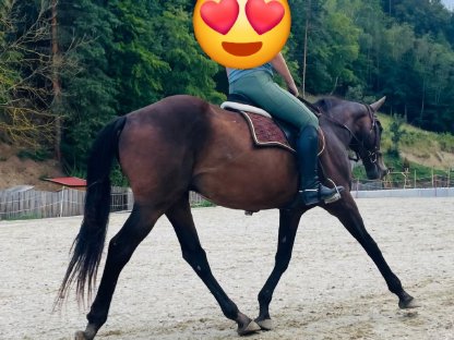 Vollblut Wallach sucht Bestplatz